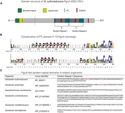 Geobacter sulfurreducens Extracellular Multiheme Cytochrome PgcA Facilitates Respiration to Fe(III) Oxides But Not Electrodes